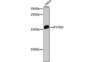 Western blot analysis of extracts of HeLa cells, using IFITM3 antibody (ABIN6130482, ABIN6142186, ABIN6142187 and ABIN7101416) at 1:3000 dilution. (IFITM3 antibody  (AA 1-133))