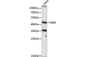Western blot analysis of extracts of HeLa cells, using NFIB antibody (ABIN7268973) at 1:1000 dilution. (NFIB antibody  (C-Term))