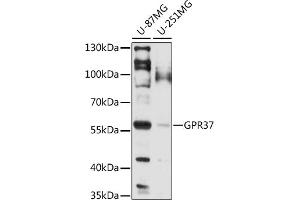 Western blot analysis of extracts of various cell lines, using GPR37 antibody (ABIN7267306) at 1:1000 dilution. (GPR37 antibody  (AA 40-180))