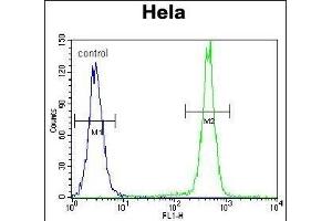 PCDHB10 Antibody (C-term) (ABIN655645 and ABIN2845121) flow cytometric analysis of Hela cells (right histogram) compared to a negative control cell (left histogram). (PCDHB10 antibody  (C-Term))
