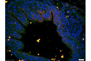 Formalin-fixed and paraffin-embedded intestine of mouse embryo labeled with Anti-C6orf192 Polyclonal Antibody, Unconjugated (ABIN1385782) 1:200, overnight at 4°C, The secondary antibody was Goat Anti-Rabbit IgG, Cy3 conjugated used at 1:200 dilution for 40 minutes at 37°C. (C6orf192 antibody  (AA 50-80))