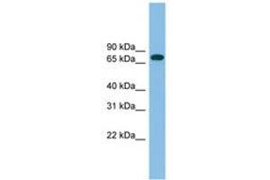 Image no. 1 for anti-Guanylate Binding Protein 2, Interferon-Inducible (GBP2) (AA 143-192) antibody (ABIN6745071) (GBP2 antibody  (AA 143-192))
