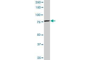 CPSF3 monoclonal antibody (M06), clone 1H8. (CPSF3 antibody  (AA 585-684))