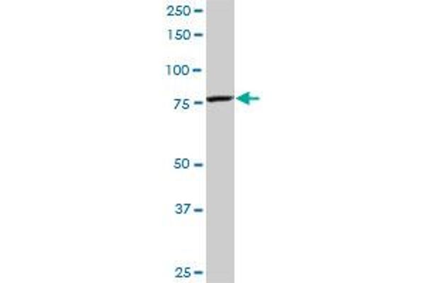 CPSF3 antibody  (AA 585-684)