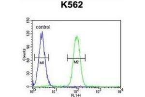 Flow cytometric analysis of K562 cells (right histogram) compared to a negative control cell (left histogram) using SP1 / TSFP1  Antibody (C-term), followed by FITC-conjugated goat-anti-rabbit secondary antibodie. (SP1 antibody  (C-Term))