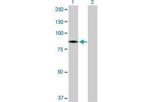 Western Blot analysis of HBS1L expression in transfected 293T cell line by HBS1L MaxPab polyclonal antibody. (HBS1L antibody  (AA 1-684))