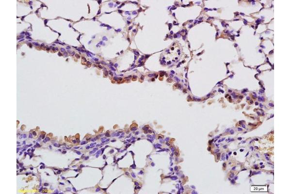 RNASE4 antibody  (AA 51-147)