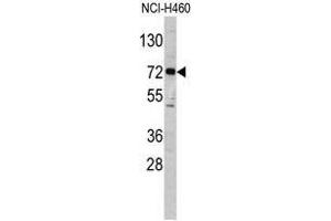 Image no. 1 for anti-Elongator Acetyltransferase Complex Subunit 2 (ELP2) (C-Term) antibody (ABIN452953) (ELP2 antibody  (C-Term))