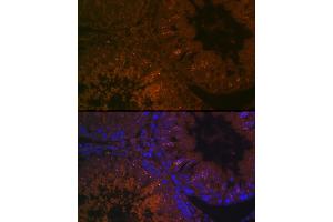 Immunofluorescence analysis of rat testis cells using B Rabbit pAb (ABIN7265880) at dilution of 1:100 (40x lens). (BACE2 antibody  (AA 240-470))