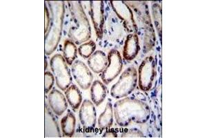 BCAT2 Antibody (C-term) (ABIN656822 and ABIN2846033) immunohistochemistry analysis in formalin fixed and paraffin embedded human kidney tissue followed by peroxidase conjugation of the secondary antibody and DAB staining. (BCAT2 antibody  (C-Term))