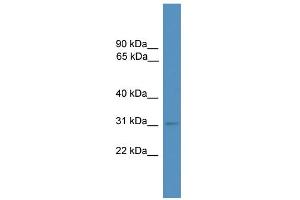 WB Suggested Anti-Mbd3 Antibody Titration:  0. (MBD3 antibody  (N-Term))