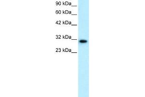 WB Suggested Anti-DBP Antibody Titration:  0. (DBP antibody  (N-Term))