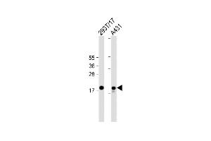 All lanes : Anti-UBE2C Antibody (C-term) at 1:2000 dilution Lane 1: 293T/17 whole cell lysate Lane 2: A431 whole cell lysate Lysates/proteins at 20 μg per lane. (UBE2C antibody  (C-Term))