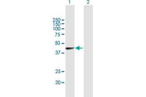 Western Blot analysis of NR2E1 expression in transfected 293T cell line by NR2E1 MaxPab polyclonal antibody.