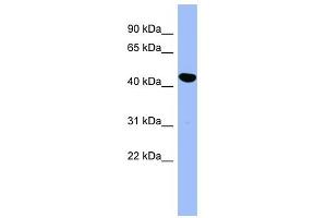 SERPINE2 antibody used at 1 ug/ml to detect target protein. (SERPINE2 antibody)