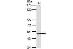 WB Image Sample (30 ug of whole cell lysate) A: Hela 7. (SESN3 antibody)