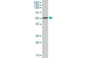 PRKX MaxPab polyclonal antibody. (PRKX antibody  (AA 1-358))