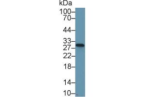 Detection of NQO1 in Mouse Stomach lysate using Polyclonal Antibody to NADH Dehydrogenase, Quinone 1 (NQO1) (NQO1 antibody  (AA 2-274))