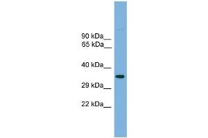 Western Blotting (WB) image for anti-Transcription Factor AP-4 (Activating Enhancer Binding Protein 4) (TFAP4) (Middle Region) antibody (ABIN2780082)
