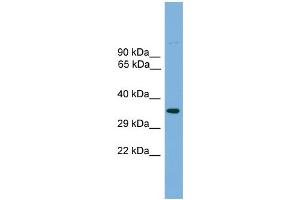 WB Suggested Anti-Tcfap4 Antibody Titration: 0. (TFAP4 antibody  (Middle Region))