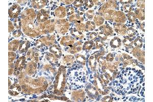STK3 antibody was used for immunohistochemistry at a concentration of 4-8 ug/ml to stain Epithelial cells of renal tubule (arrows) in Human Kidney. (STK3 antibody)