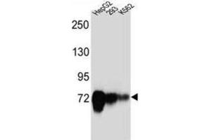 Western Blotting (WB) image for anti-Cadherin-Like 22 (CDH22) antibody (ABIN2997235)