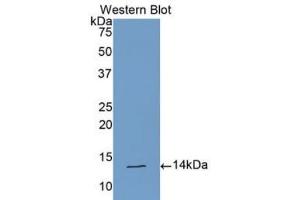 CLCF1 anticorps  (AA 88-190)