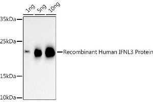 Western blot analysis of extracts of Recombinant Human IFNL3 Protein, using IFNL3 antibody (ABIN6132858, ABIN6142207, ABIN6142209 and ABIN6221289) at 1:500 dilution. (IL28B antibody  (AA 22-196))