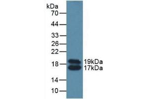 Detection of APOC4 in Mouse Serum using Polyclonal Antibody to Apolipoprotein C4 (APOC4) (APOC4 antibody  (AA 28-124))