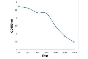 Antigen: 0. (SCN8A antibody  (AA 251-314))