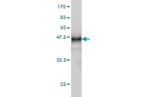 Western Blot detection against Immunogen (37. (LTBP2 antibody  (AA 1709-1818))