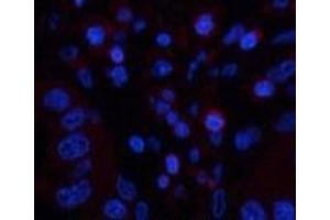 Immunofluorescence (IF) image for anti-Protein tyrosine Phosphatase, Receptor Type, C (PTPRC) antibody (ABIN7250044)