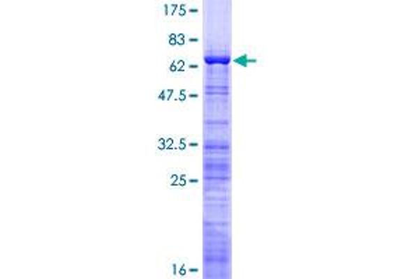 NIFK Protein (AA 1-293) (GST tag)