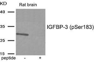 Western blot analysis of extracts from Rat brain tissue using IGFBP-3 (Phospho-Ser183) antibody. (IGFBP3 antibody  (pSer183))