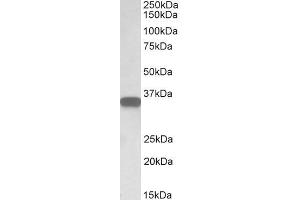 ABIN570905 (0. (CD20 antibody  (C-Term))