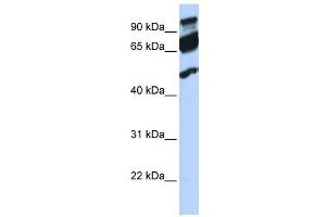 WB Suggested Anti-ERAL1  Antibody Titration: 0. (ERAL1 antibody  (Middle Region))