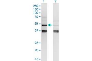 Western Blot analysis of CASP4 expression in transfected 293T cell line by CASP4 monoclonal antibody (M02), clone 7G7. (Caspase 4 antibody  (AA 1-377))