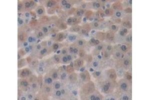 Figure. (IDO2 antibody  (AA 84-228))