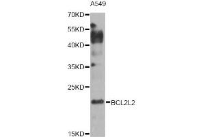Western blot analysis of extracts of A549 cells, using BCL2L2 Antibody (ABIN1871261) at 1:1000 dilution. (BCL2L2 antibody)