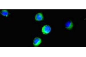 Immunofluorescent analysis of Hela cells using ABIN7152193 at dilution of 1:100 and Alexa Fluor 488-congugated AffiniPure Goat Anti-Rabbit IgG(H+L) (eIF4EBP1 antibody  (AA 2-111))