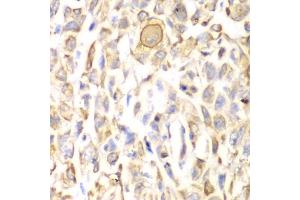 CD151 antibody  (AA 113-221)