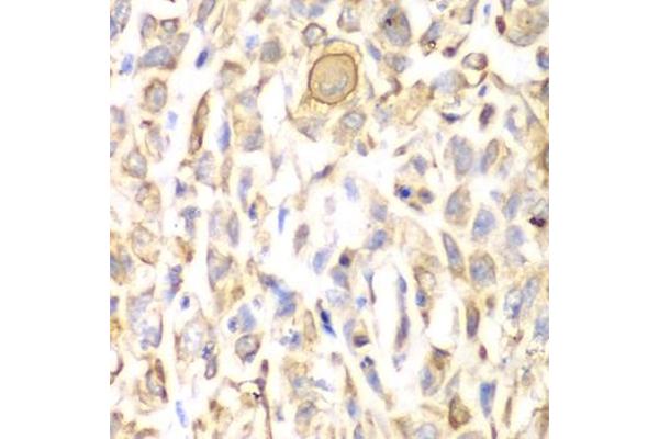 CD151 antibody  (AA 113-221)