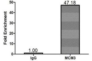 Chromatin Immunoprecipitation 293T (1. (MCM3 antibody  (AA 1-295))