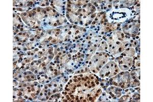 Immunohistochemistry (IHC) image for anti-Protein tyrosine Phosphatase, Receptor Type, E (PTPRE) antibody (ABIN2730137)