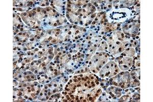 Immunohistochemical staining of paraffin-embedded liver tissue using anti-PTPRE mouse monoclonal antibody.