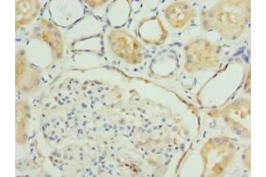 Immunohistochemistry of paraffin-embedded human kidney tissue using ABIN7152793 at dilution of 1:100 (FGF19 antibody  (AA 25-216))