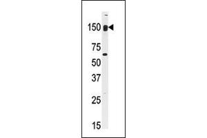 CLASP2 antibody  (C-Term)