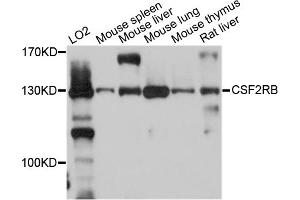 Western blot analysis of extracts of various cell lines, using CSF2RB antibody. (CD131 antibody)