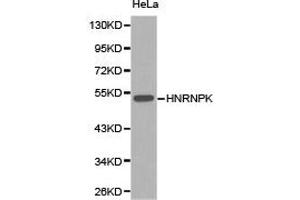 Western Blotting (WB) image for anti-Heterogeneous Nuclear Ribonucleoprotein K (HNRNPK) antibody (ABIN1873067) (HNRNPK antibody)