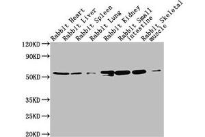 Western Blot Positive WB detected in: Rabbit heatrt tissue, Rabbit liver tissue, Rabbit spleen tissue, Rabbit lung tissue, Rabbit kidney tissue, Rabbit small intestine tissue, Rabbit skeletal muscle tissue All lanes: TUBA1A antibody at 1:5000 Secondary Goat polyclonal to Mouse IgG at 1/10000 dilution Predicted band size: 52 kDa Observed band size: 52 kDa (TUBA1A antibody)